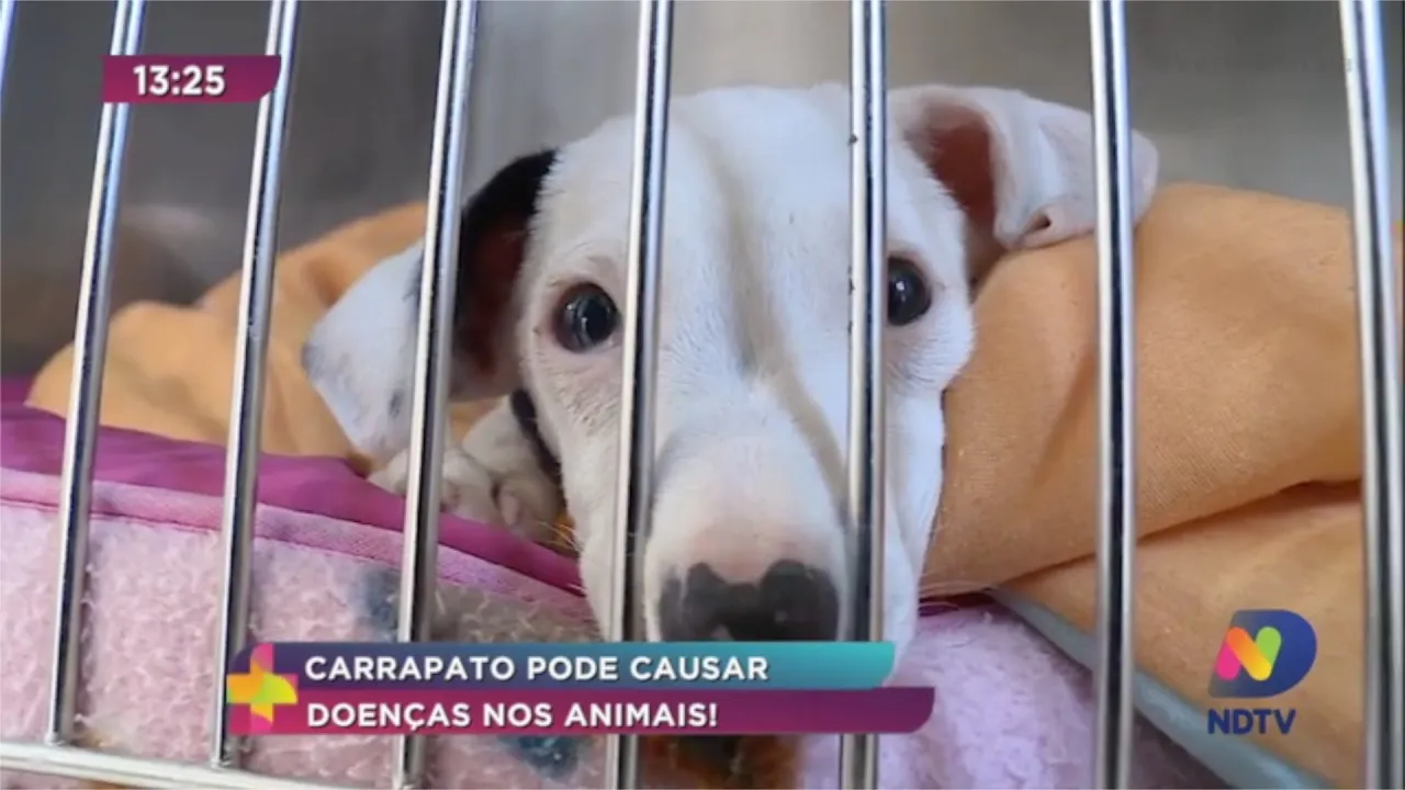 Carrapato pode causar doenças nos animais