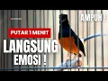 Download Lagu MURAI BATU GACOR FULL ISIAN TEMBAKAN KASAR KRETEKAN GANAS SANGAT AMPUH MEMANCING MURAI BATU EMOSI