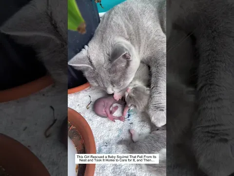 This Girl Rescued a Baby Squirrel That Fell From Its Nest and Took It Home to Care for It, and Then…