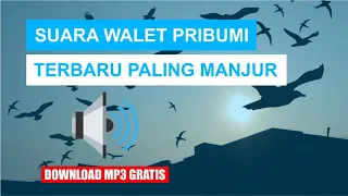 Download SUARA WALET PALING MANJUR ASLI INDONESIA. MP3