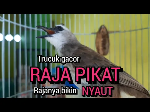 Kicau Suara Trucukan Gacor Raja Pikat Ini Rajanya Bikin Nyaut Trucuk Lain