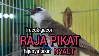 kicau suara trucukan gacor raja pikat ini rajanya bikin nyaut trucuk lain