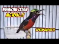 Download Lagu SUARA BURUNG KOLIBRI NINJA GACOR FULL ISIAN TEMBAKAN MEWAH !! PANCINGAN KONIN BAHAN AGAR CEPAT BUNYI