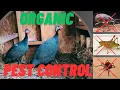 Guinea Fowl Solution to your tick problem Protect against Lyme disease