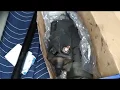Starter replacement tips for 2003-2007 dodge ram cummins trucks