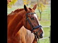 11 Do Equine Orthobiologics Outperform Steroids
