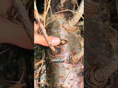 pohon Cemara balsam mengandung resin#shorts #shortvideo
