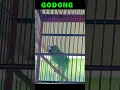 Download Lagu cucak ijo sang legenda godong