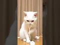 Download Lagu Kitten Loses First Baby Tooth! Mom Saves It In Jar Forever! 🦷😭💕| Cat daily life