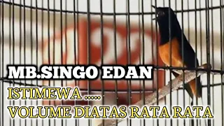 murai batu singo edan volumenya gila burung nasional tak bisa dipungkiri skilnya