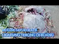 Lagu 1 KARUNG TERONG UNGU DI BUANG 😭😭😭