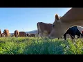 Cows Eating Grass Relaxing Farm ASMR