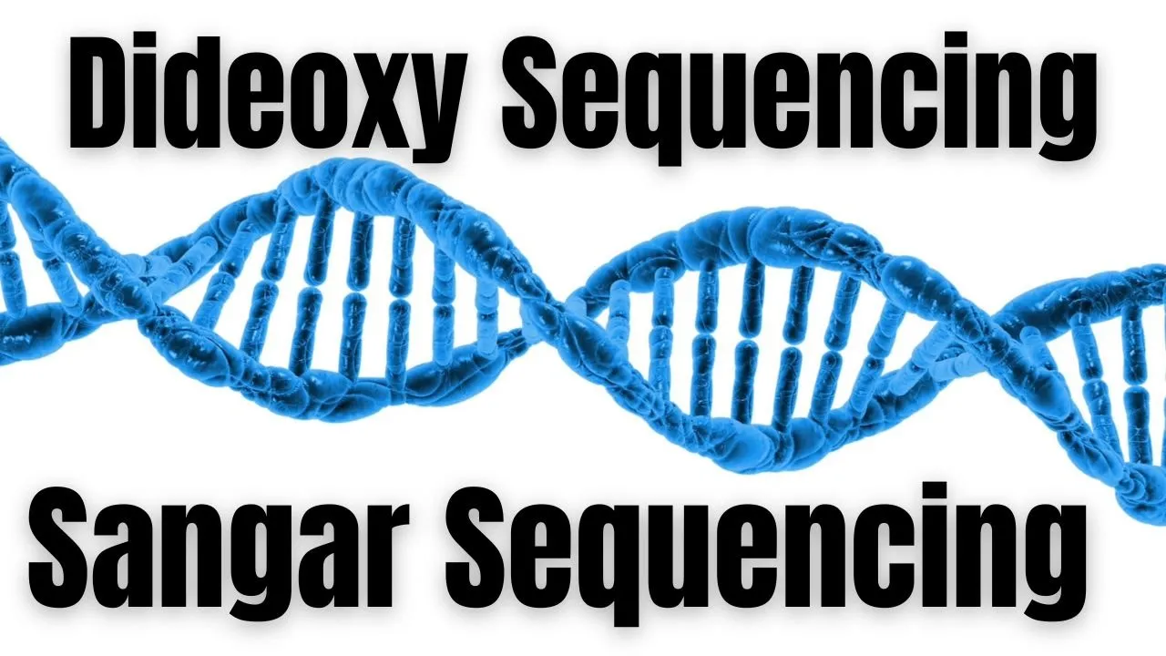 Sanger sequencing method of dna sequencing | Dideoxy DNA sequencing | Chain termination method
