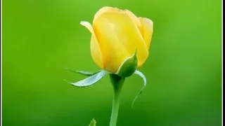 የማያቃርጥ ደስ የሚል ክላሲካል ሙዚቃ ቅንብር Best Ethiopia Classical Music 