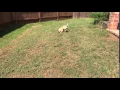 of adoptable pet named Taffy