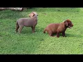 Labrador Retriever Puppies For Sale