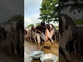 Download Lagu Chand Ke Jaisa nahin Chamak na💥✅#cow #farming #trending #shorts #video