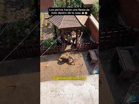 Los perros hacen una fiesta de lodo dentro de la casa 🐶🫠