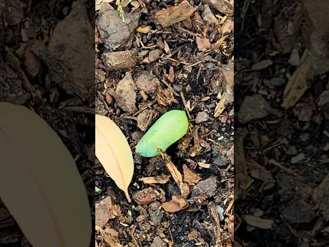Woman Revives Mysterious Green “Lump” In Her Garden | The Dodo
