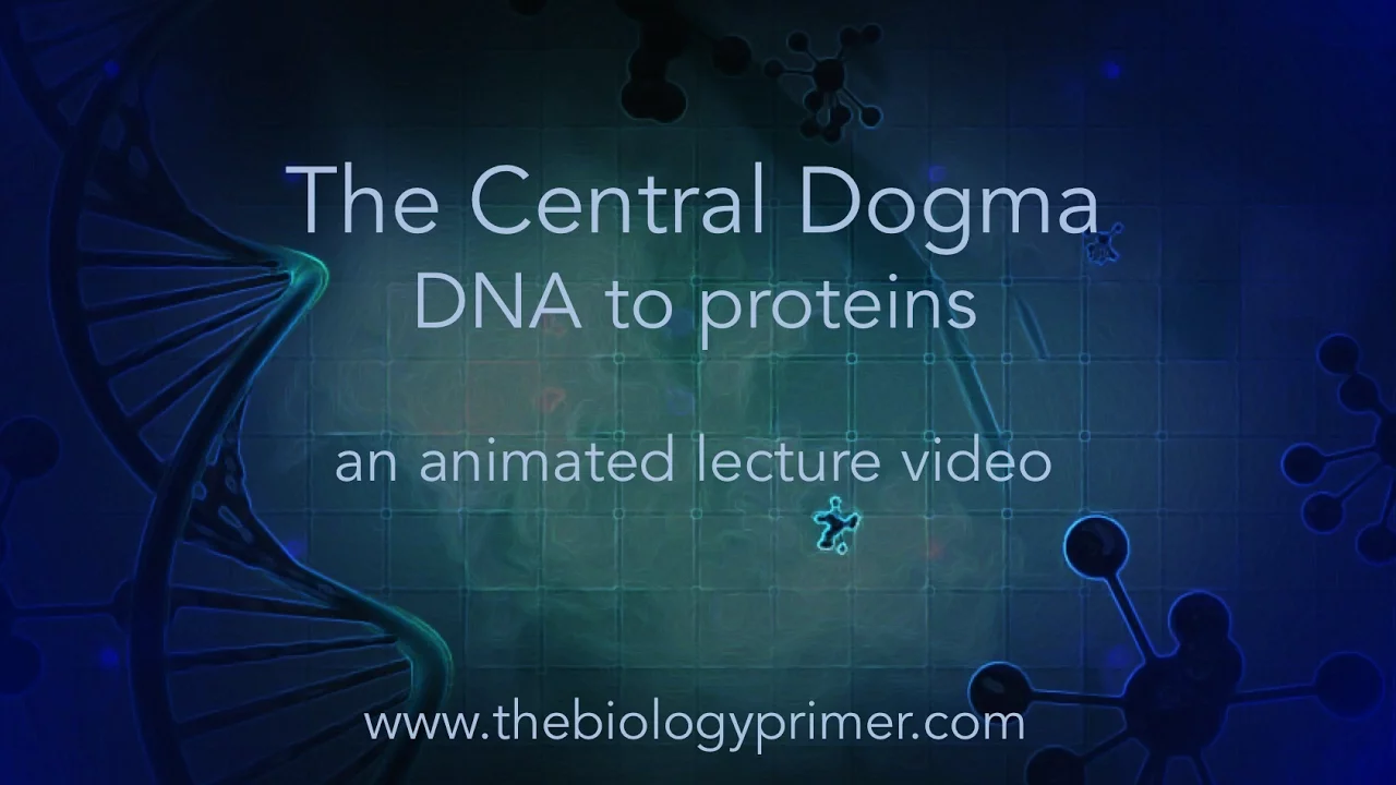 The Central Dogma: DNA to proteins