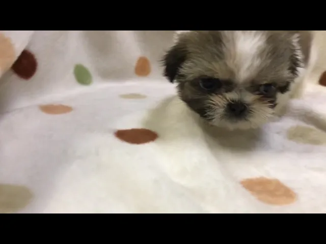 動画