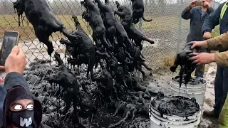 Они Забыли Убить Этих Существ в Австралии