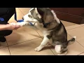 Pet Friendly Mesa Arizona
