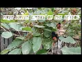 Download Lagu First Sweet Berries of the Season | Fresh Harvest 2025