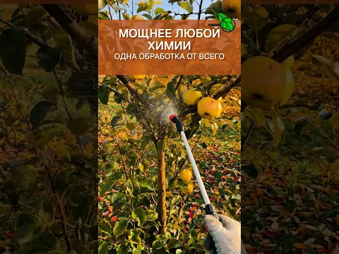 🛑 КУПОРОС БОЛЬШЕ НЕ ПОМОГАЕТ? САД БЕЗ ХИМИИ: ХВАТИТ ТРАВИТЬСЯ! Сад без парши и гнили. Супер способ
