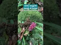 Download Lagu ketemu anggrek merah waktu survei di hutan sumatra #orchid #anggrek #langka #rare #hutan #travel