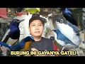 Download Lagu MAS MANTO PUNYA BURUNG MASTERAN GAYANYA GATELI 