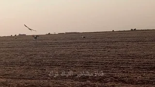 يوما على يوم يحرم علي مابدلك بالغير  فايا يونان صوت السوري دندنها