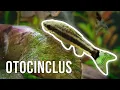 Otocinclus Catfish - Best Algae-Eating Nano Fish