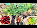 Download Lagu The real life of nomads | Picking wild cherries in pristine mountains and collecting medicinal herbs