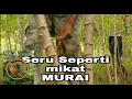 Download Lagu Trik pikat pelanduk semak topi hitam/sangat seru bagai kn mikat murai😂
