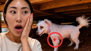 Something Bit My Dog!!