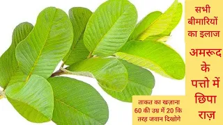 जानिए आपके शरीर के साथ क्या होगा अगर आप रोज़ एक अमरूद का पत्ता खाने लगेंगे Benefits of Guava Leaves