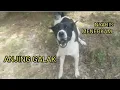 Download Lagu ANJING  GALAK BANGET... NYARIS MENERKAM
