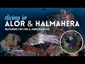 Lagu All the details you need for diving in Alor \u0026 Halmahera in Indonesia! 🇮🇩