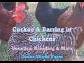Lagu Genetics of Cuckoo \u0026 Barring in Chickens | Genetics, Breeding \u0026 More
