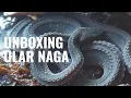 Download Lagu Unboxing Ular Naga! | Xenodermus Javanicus