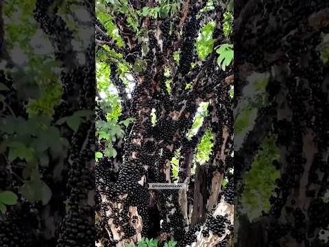 Дерево, которое удобно есть