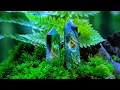 Download Lagu 528Hz SUPER POSITIVE Energy In Your HOME - Miracle Healing Frequency Music To Cleanse Yourself