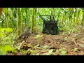 Download Lagu Mikat puyuh hutan, sekali bunyi langsung JEBREEETT