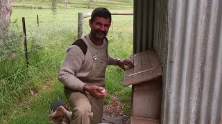 Wins and Losses on the Farm | Things will go wrong – Free Range Homestead Episode 56