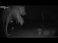 2 mysterious orbs of light caught on camera flying through Palm Coast yard