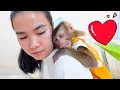 Download Lagu Mom takes special care of monkey Pupu after days of illness