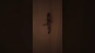 وفضلت احايله مايردش أقوله ياسيدي مايردش  وفضلت احايله مايردش أقوله ياسيدي مايردش