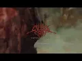 Crystal Casket - Chelsea Grin