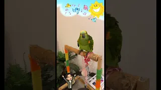 صوت ببغاء الامازوني الصغير يعبر عن جوعه 